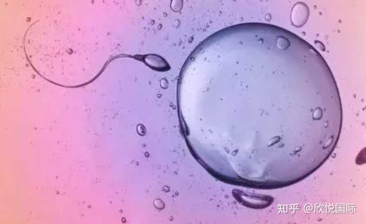 网友分享在武汉做四维彩超攻略,患者有弱精症,能不能做试管婴儿？西安洗精